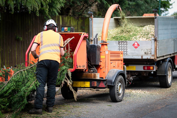 How Our Tree Care Process Works  in  Monette, AR